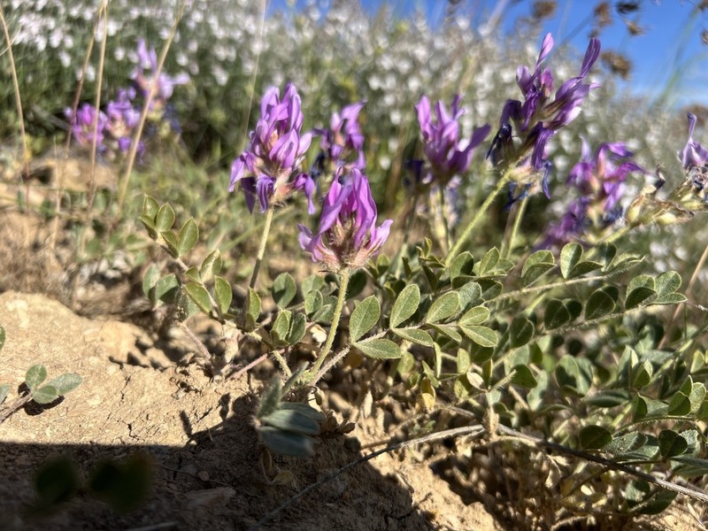 Astragalus melitenensis photo 4