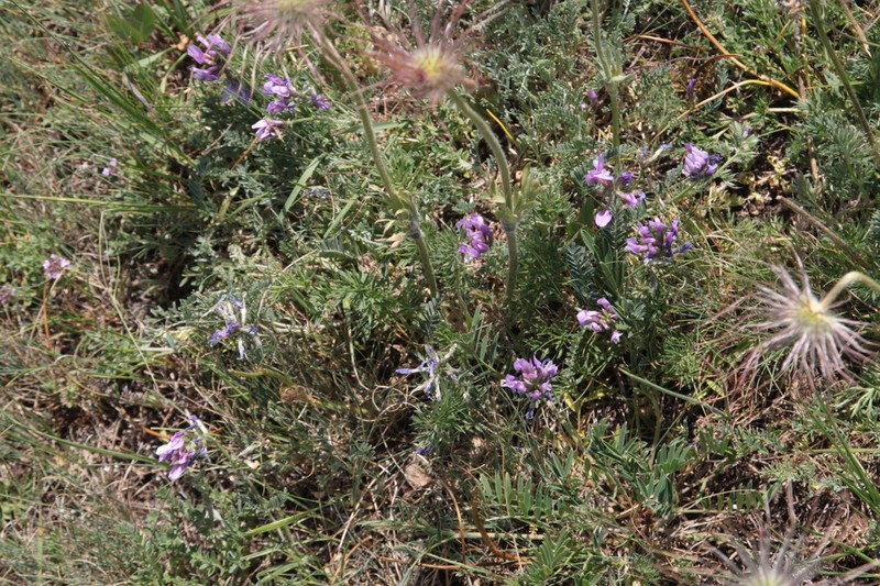 Astragalus membranostipulus