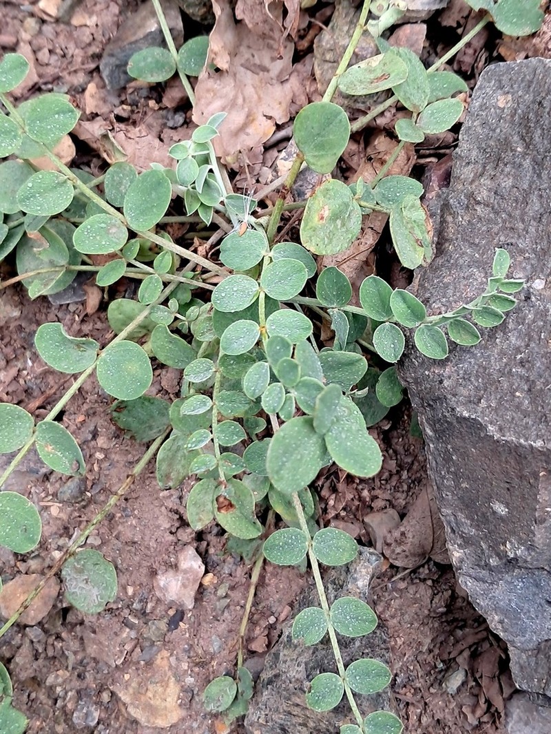 Astragalus mercklinii photo 2