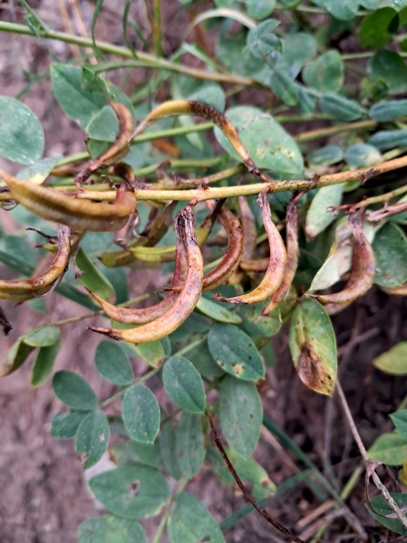 Astragalus mercklinii photo 3