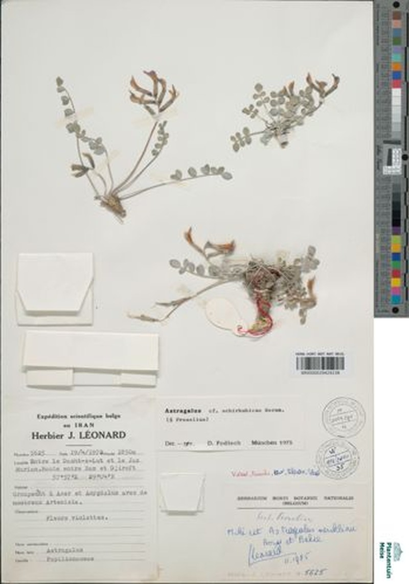 Astragalus mercklinii photo 4