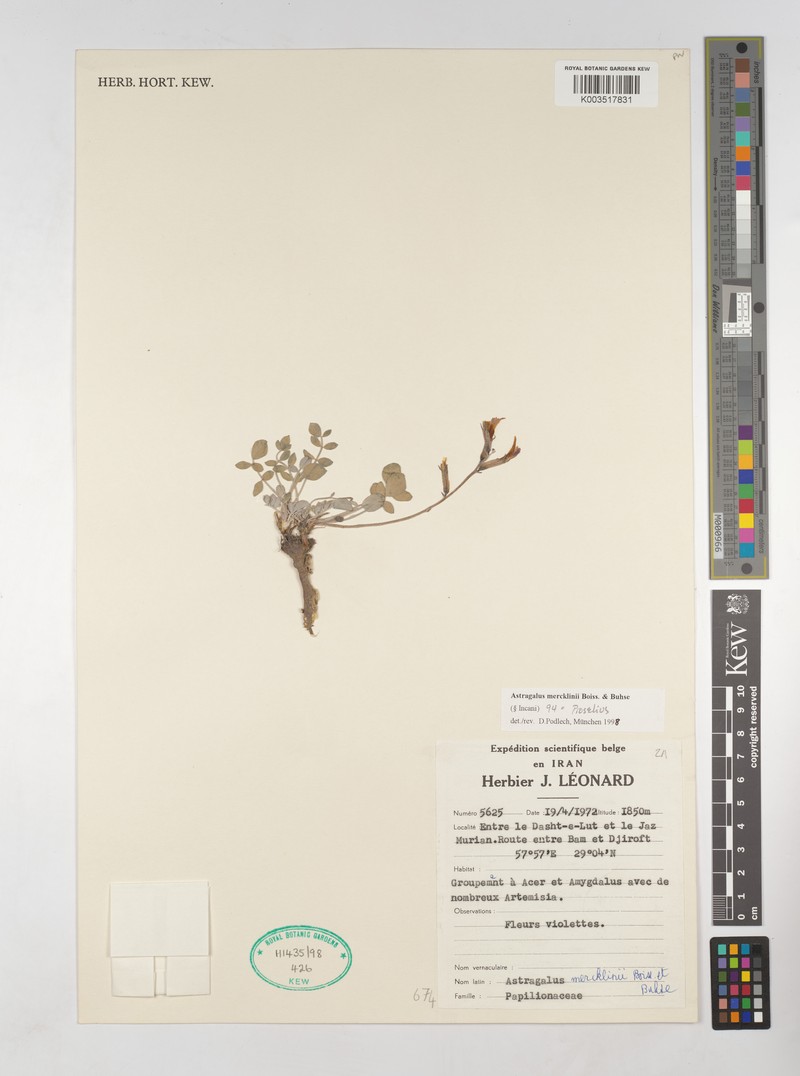 Astragalus mercklinii photo 5