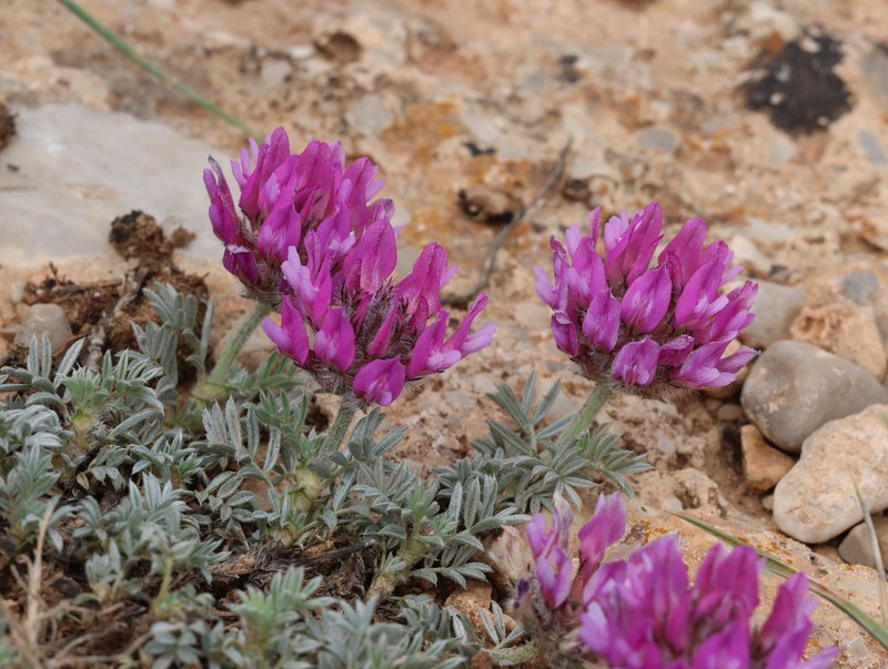 Astragalus mesogitanus