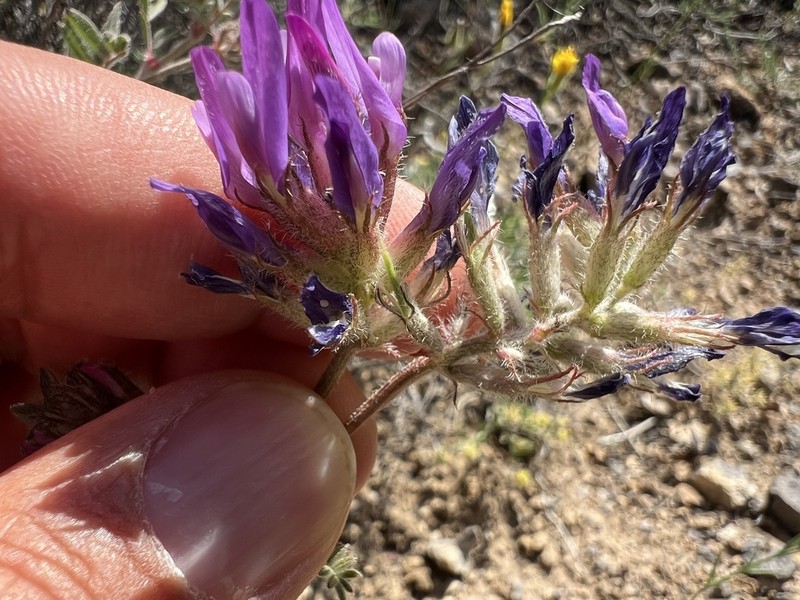 Astragalus mesogitanus photo 2