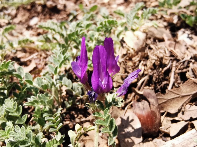 Astragalus mesogitanus photo 3