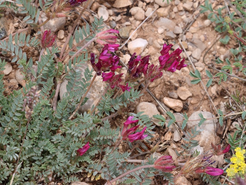 Astragalus mesogitanus photo 4