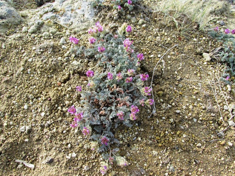 Astragalus mesogitanus photo 5