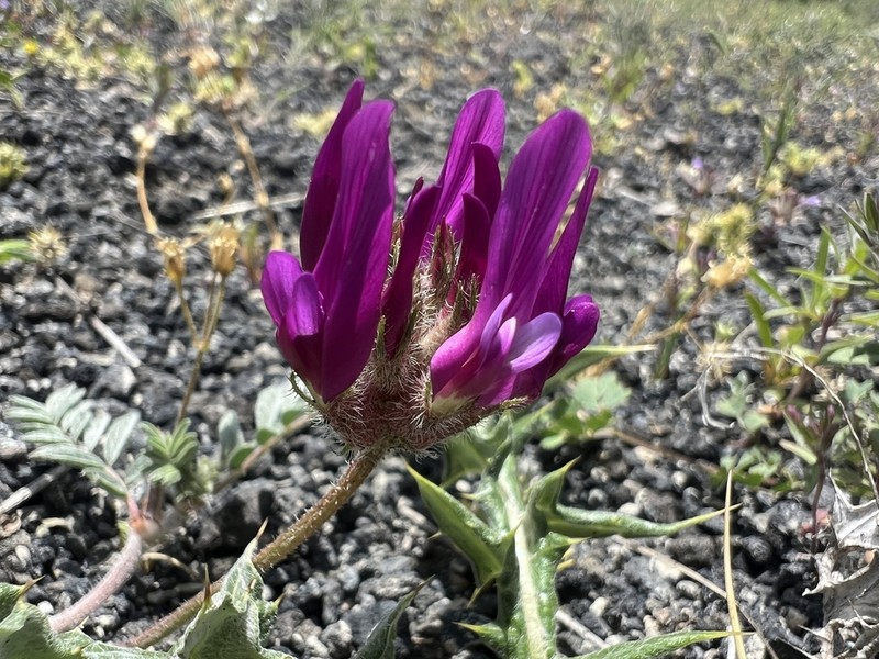 Astragalus mesogitanus photo 6
