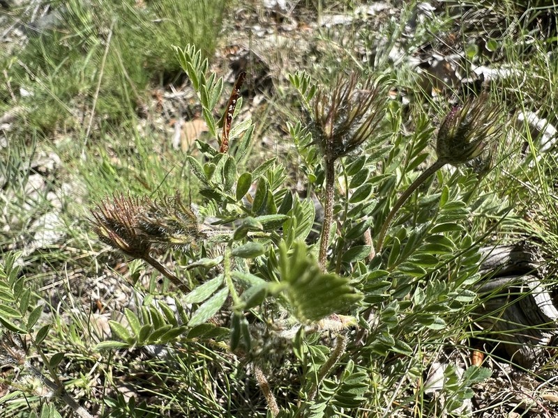 Astragalus mesogitanus photo 7