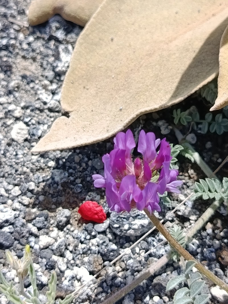 Astragalus mesogitanus photo 8