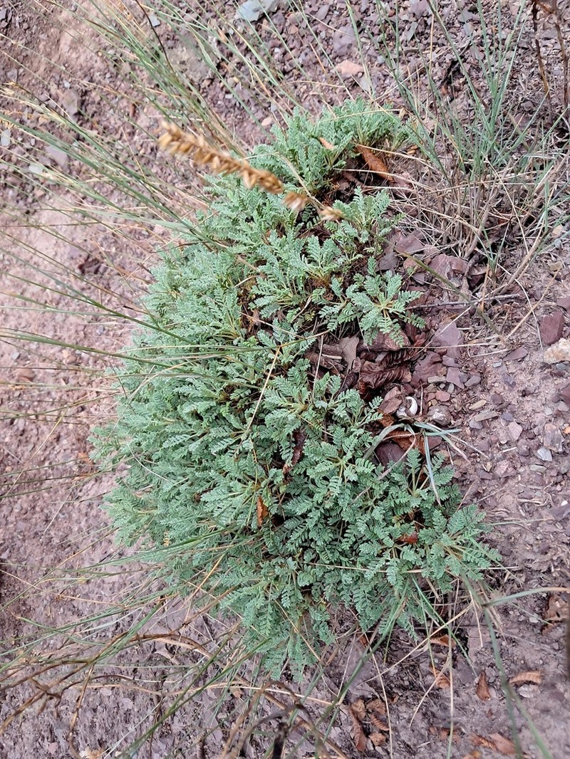 Astragalus mesoleios