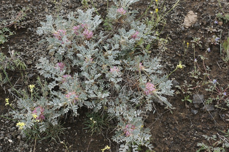 Astragalus meyeri
