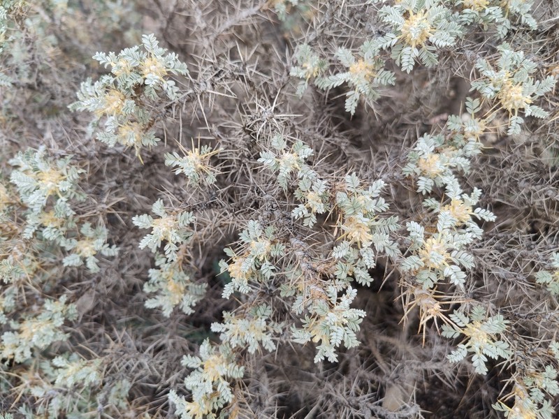 Astragalus meyeri photo 2