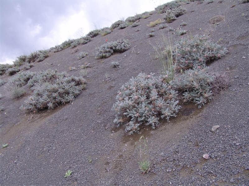 Astragalus meyeri photo 3
