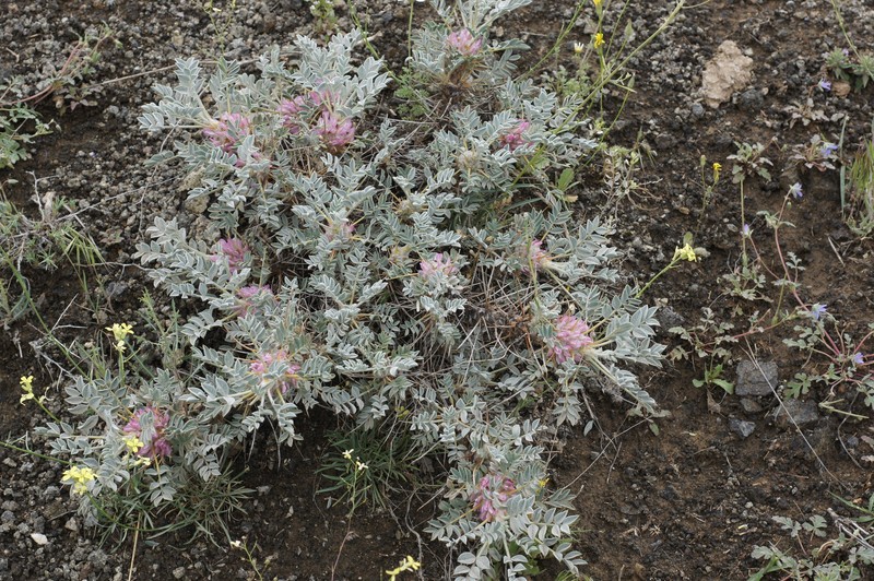 Astragalus meyeri photo 4