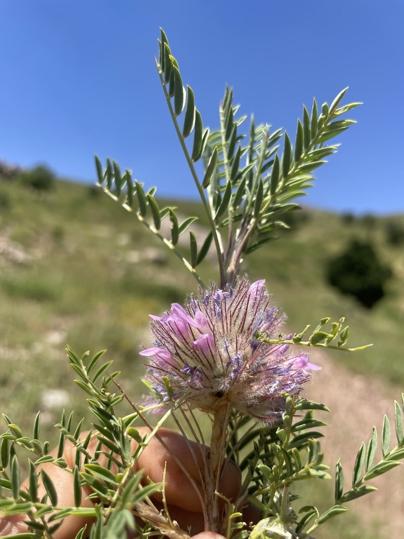 Astragalus michauxianus photo 2