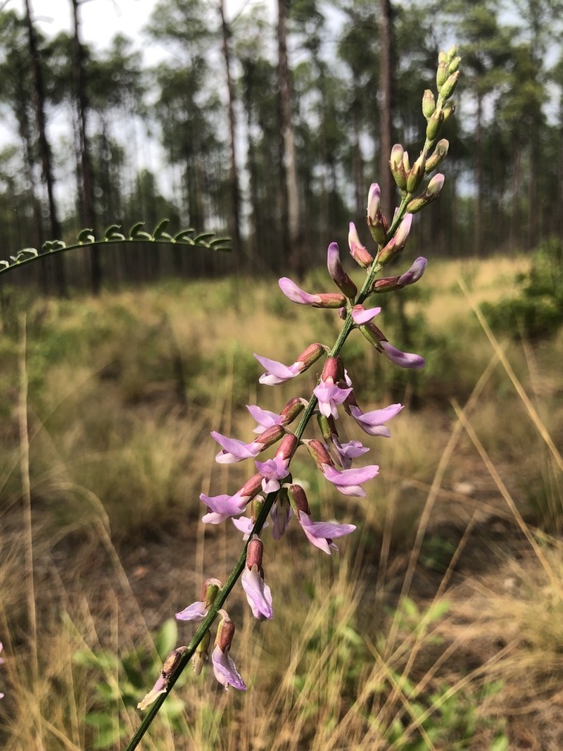Sandhills Milkvetch