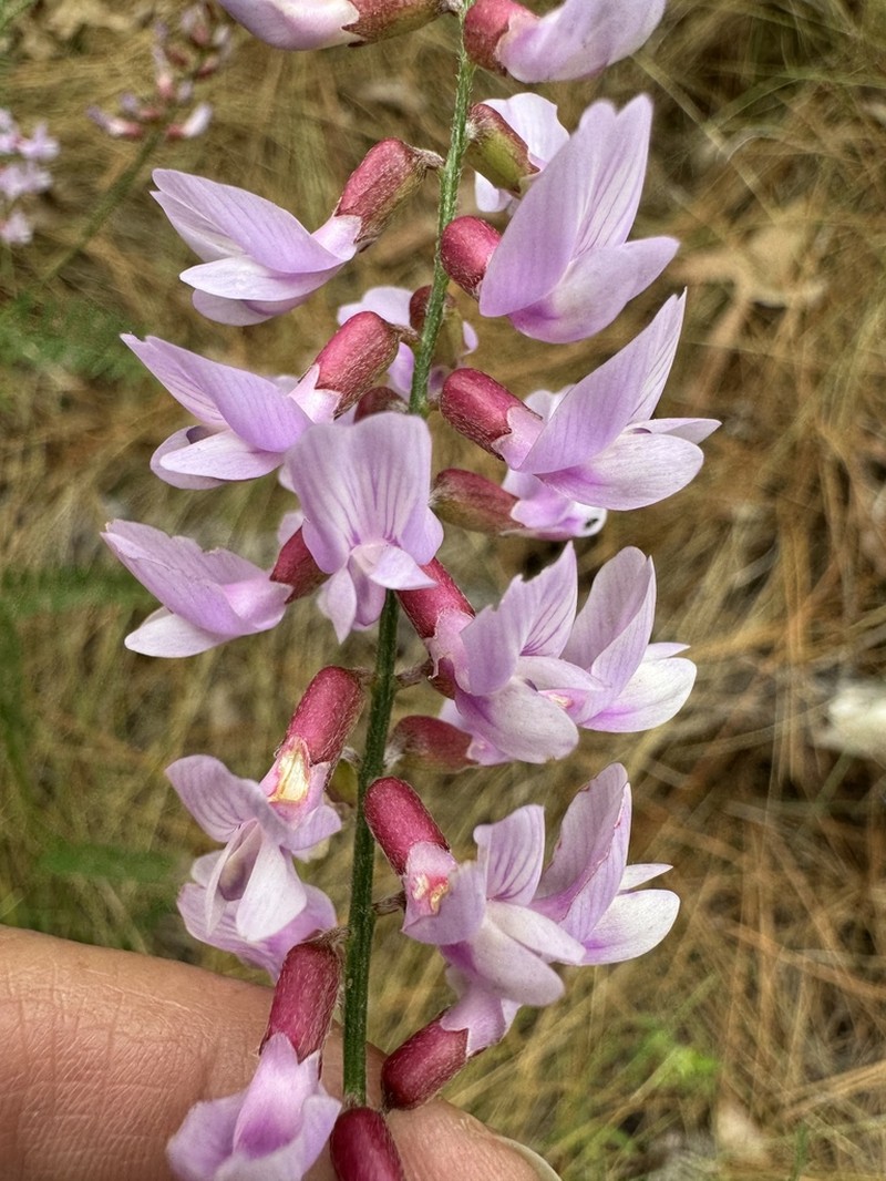 Sandhills Milkvetch photo 2