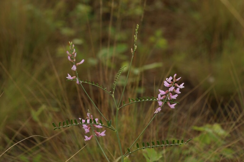 Sandhills Milkvetch photo 3
