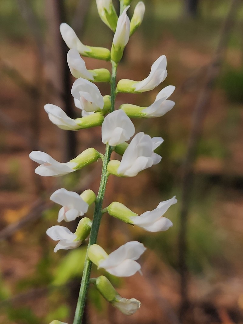 Sandhills Milkvetch photo 4