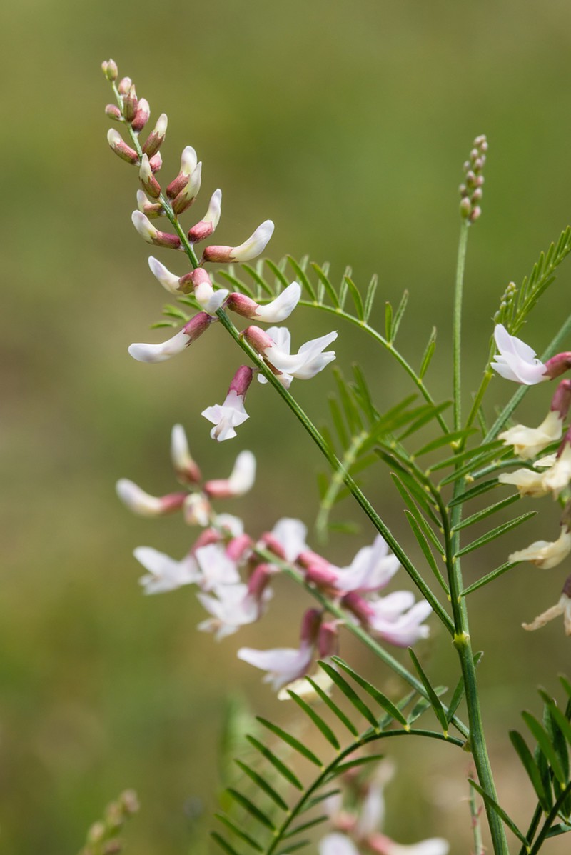 Sandhills Milkvetch photo 5