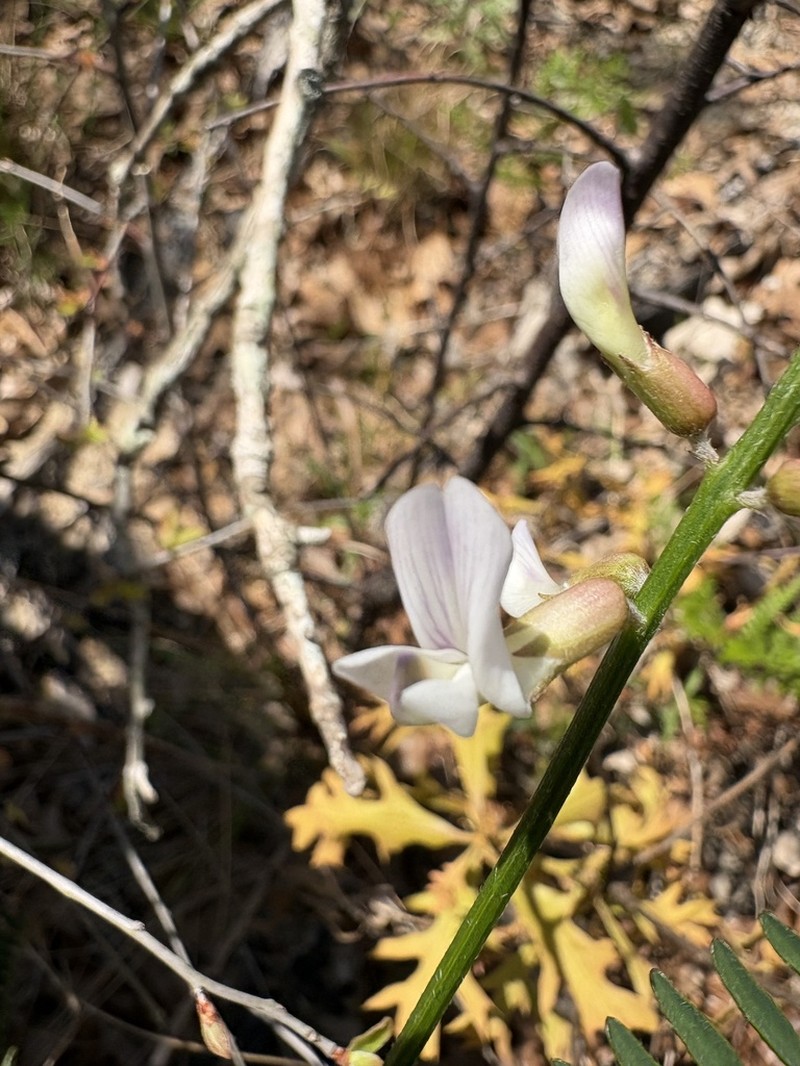 Sandhills Milkvetch photo 6