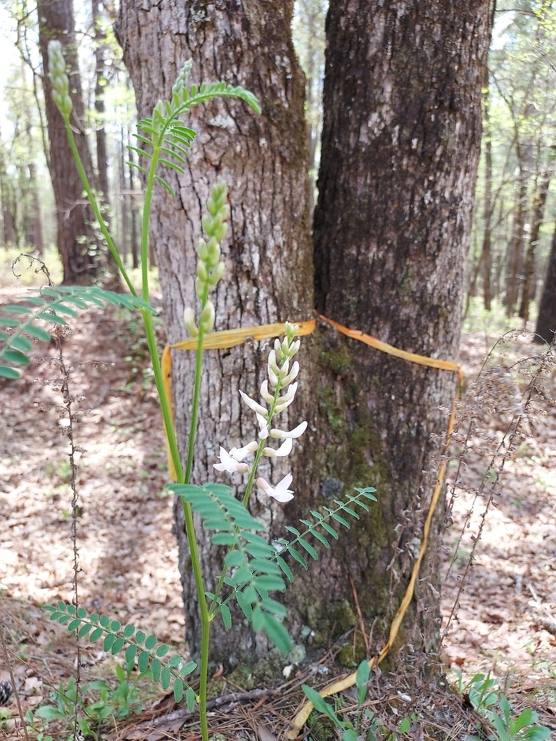 Sandhills Milkvetch photo 7