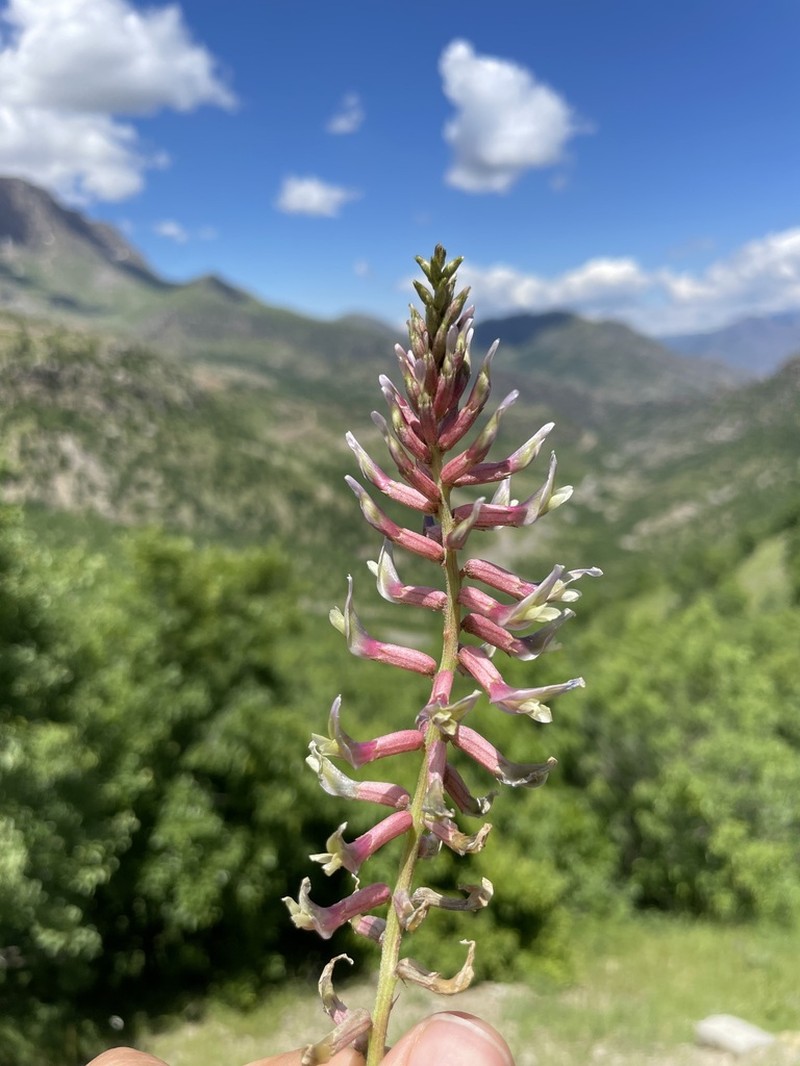 Astragalus micrancistrus