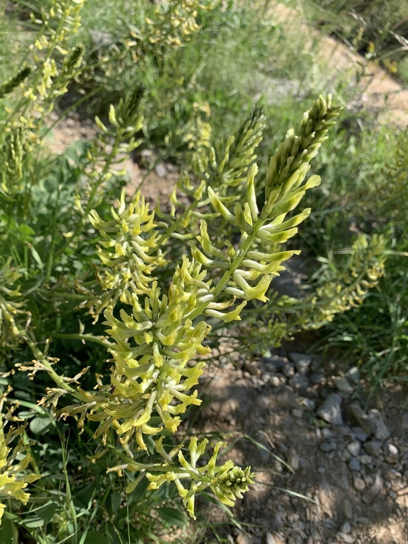 Astragalus micrancistrus photo 2