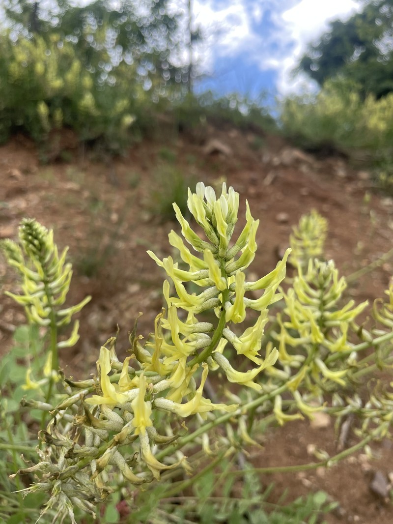 Astragalus micrancistrus photo 5