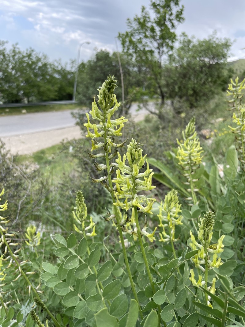 Astragalus micrancistrus photo 6
