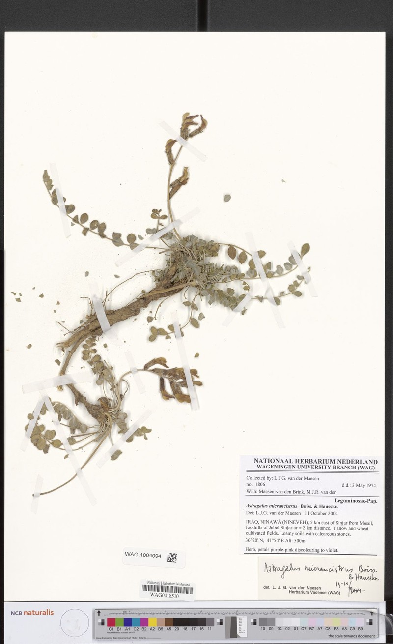 Astragalus micrancistrus photo 8