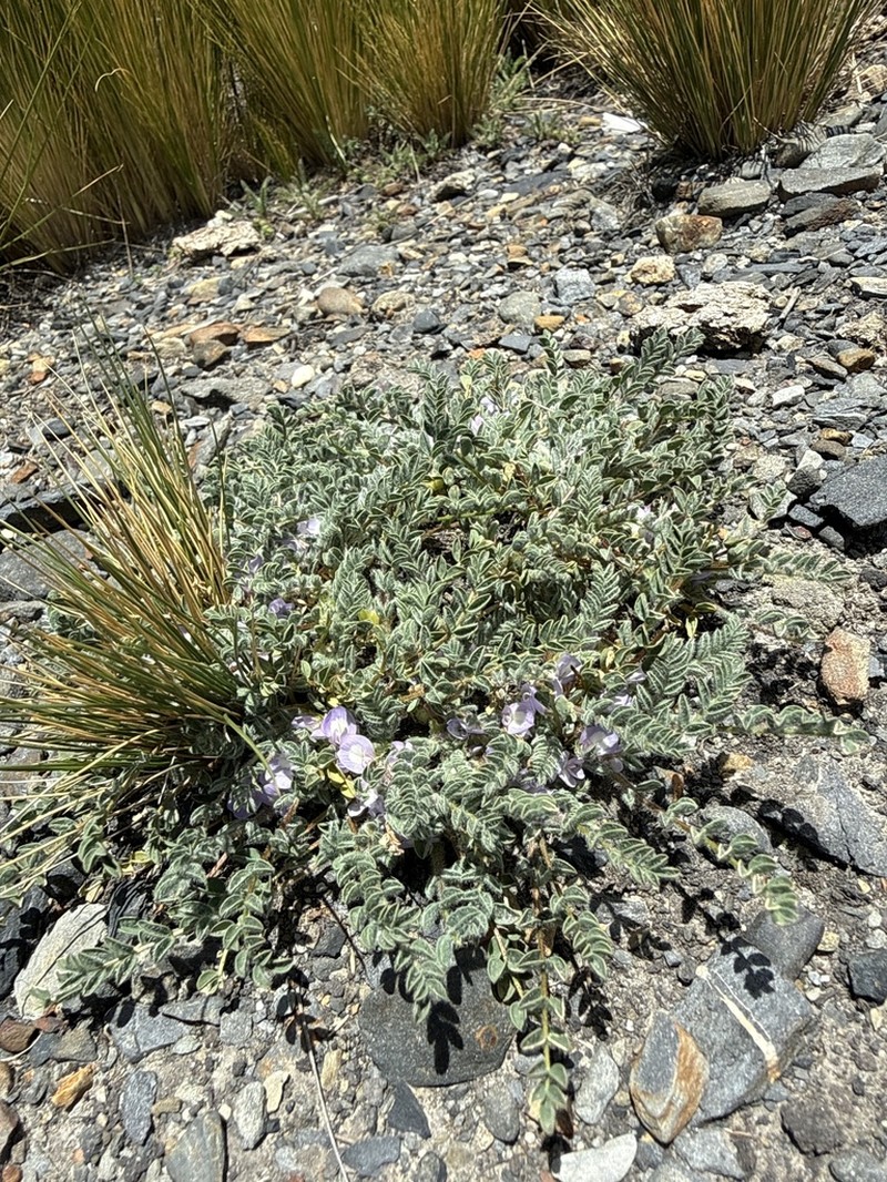 Astragalus micranthellus