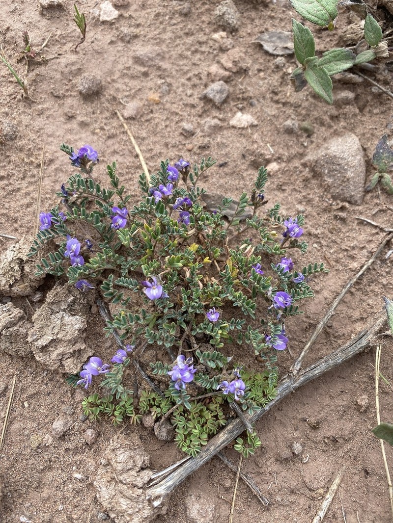 Astragalus micranthellus photo 2