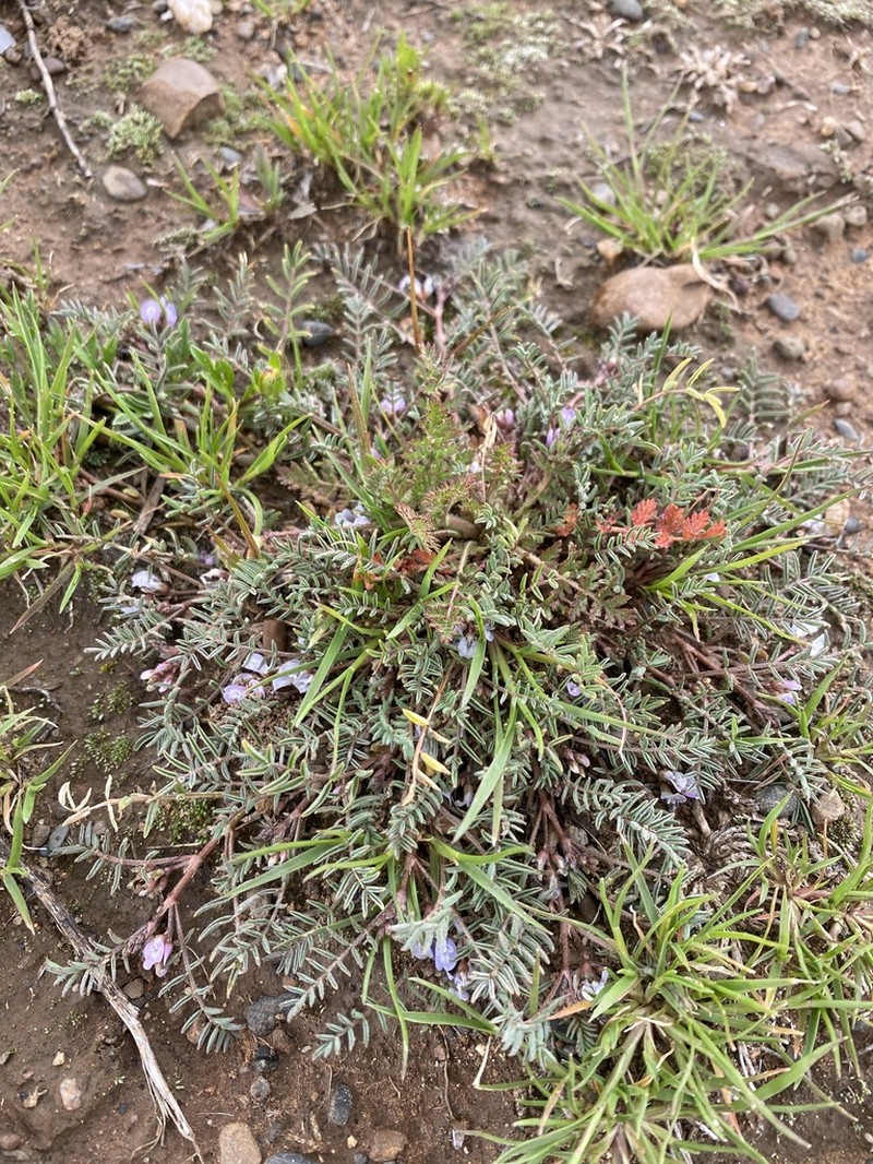 Astragalus micranthellus photo 3