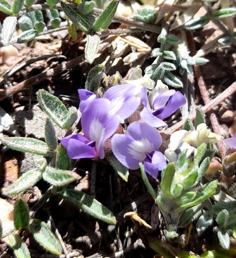 Astragalus micranthellus photo 4