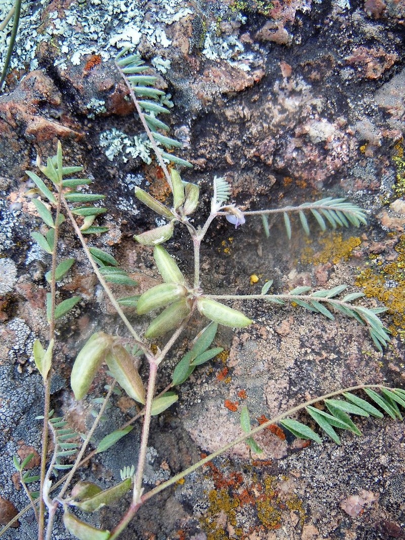 Astragalus micranthellus photo 5