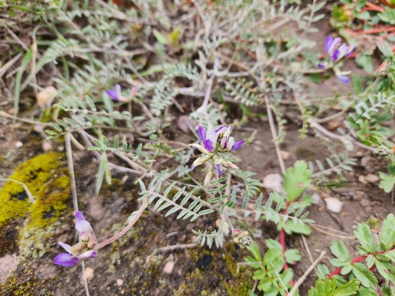Astragalus micranthellus photo 6