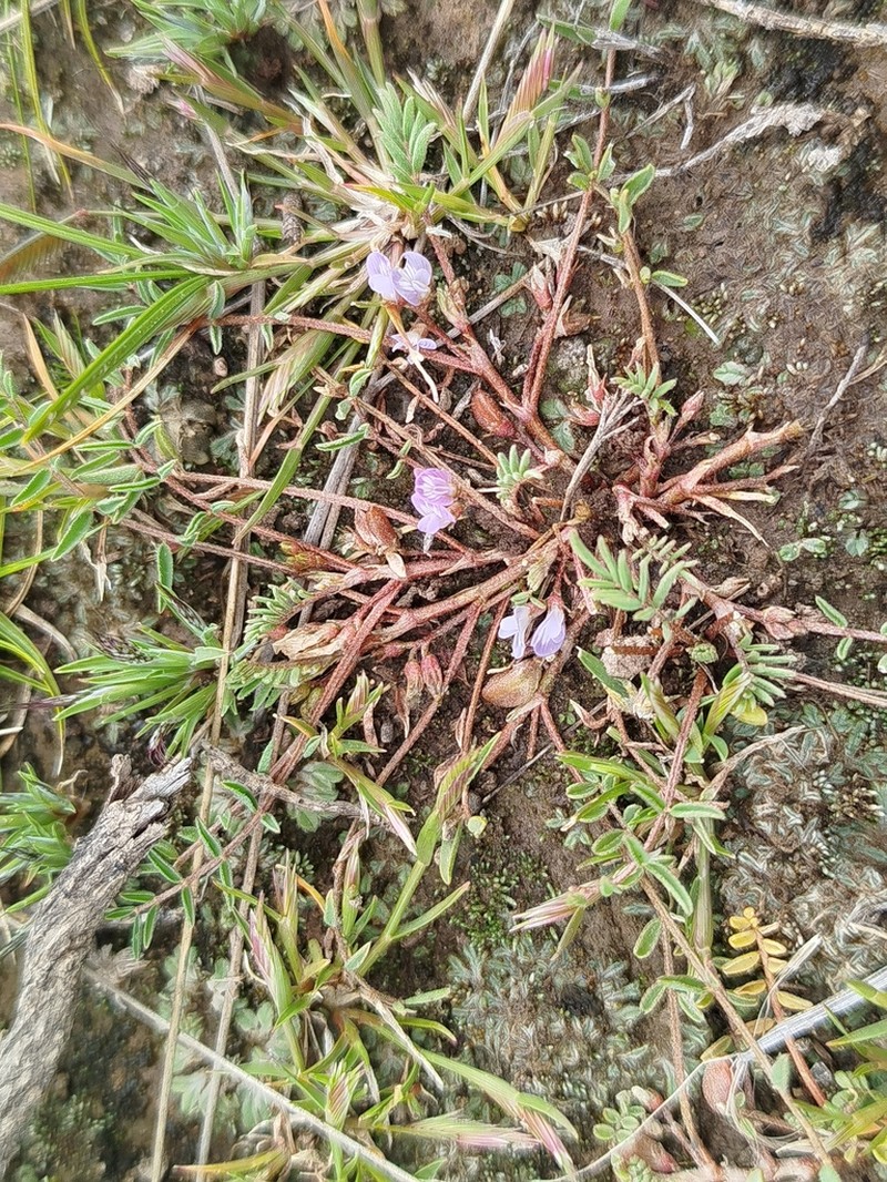 Astragalus micranthellus photo 7