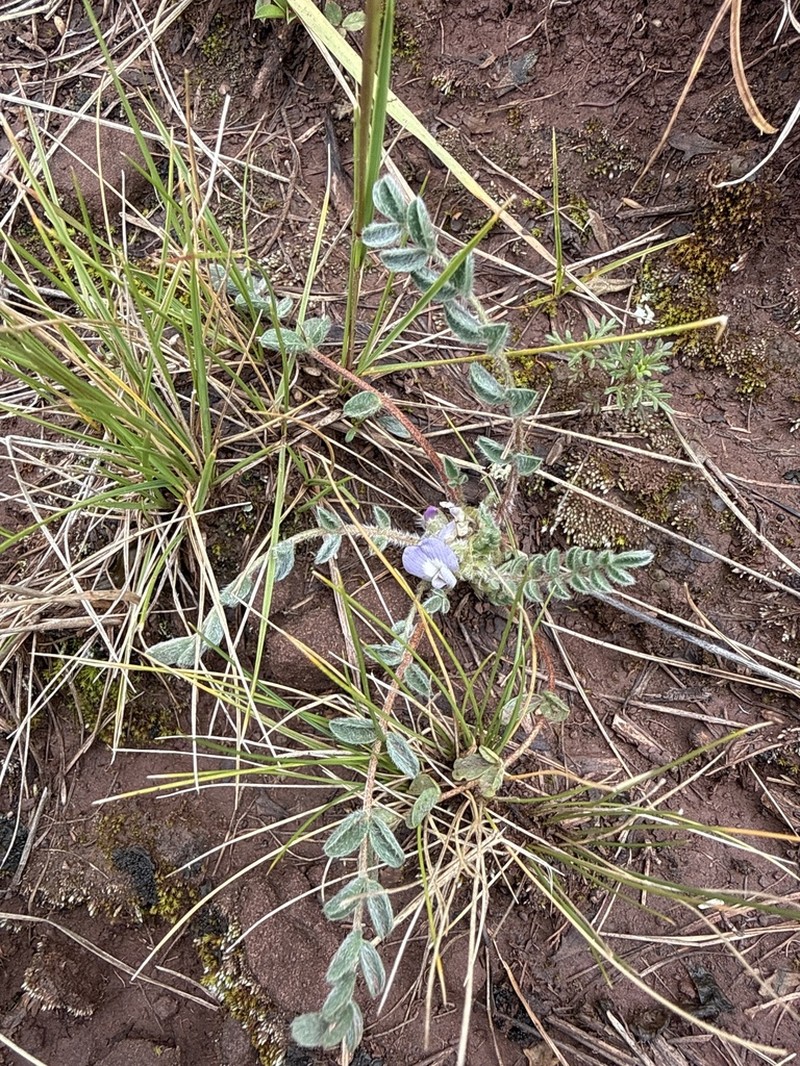 Astragalus micranthellus photo 8
