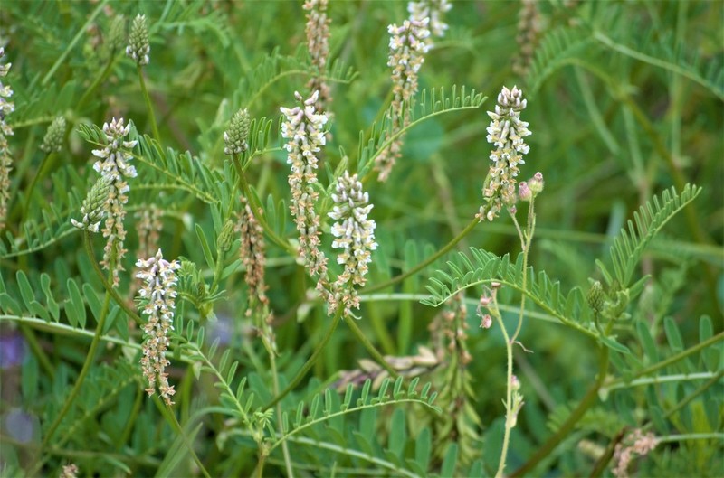 Astragalus micranthus
