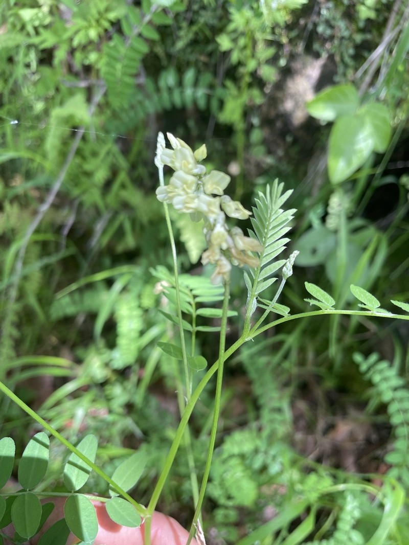 Astragalus micranthus photo 2