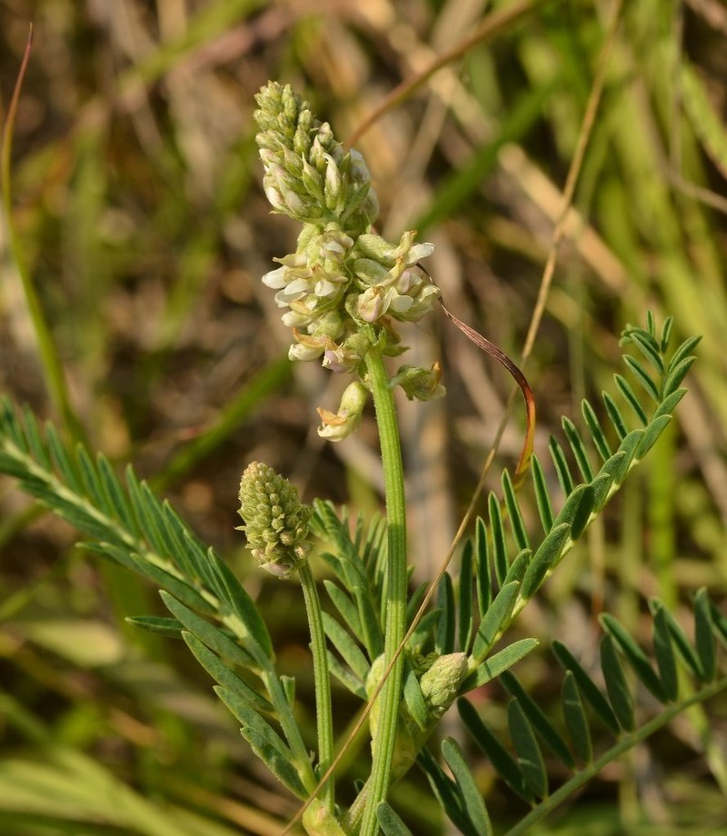 Astragalus micranthus photo 3