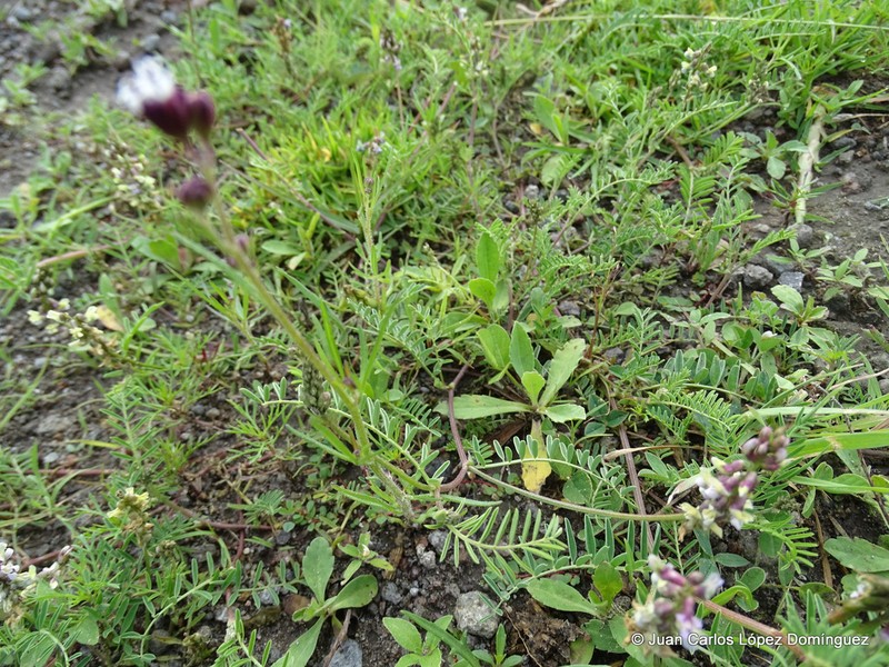 Astragalus micranthus photo 4