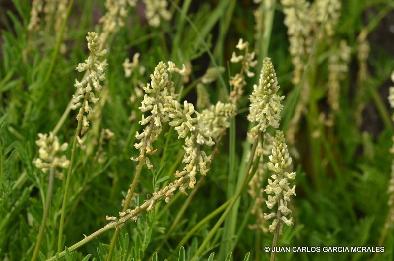 Astragalus micranthus photo 5