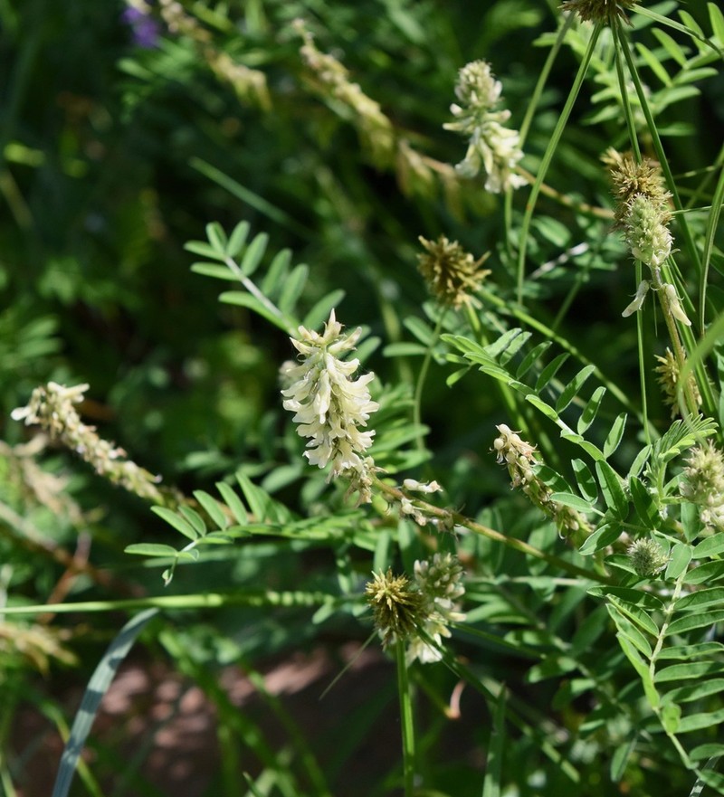 Astragalus micranthus photo 6