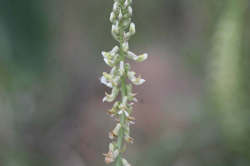 Astragalus micranthus photo 7