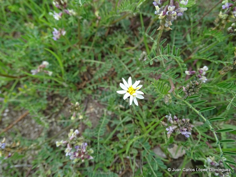 Astragalus micranthus photo 8