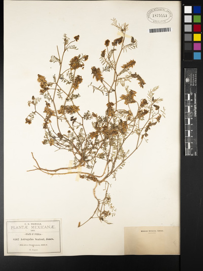 Astragalus micranthus var. seatonii