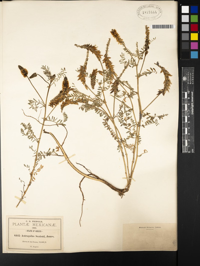 Astragalus micranthus var. seatonii photo 2